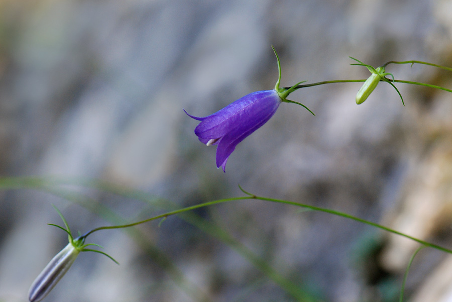 Campanula carnica / Campanula della Carnia